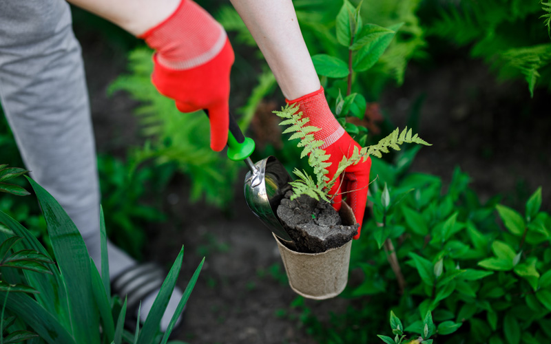 Plant care and maintenance